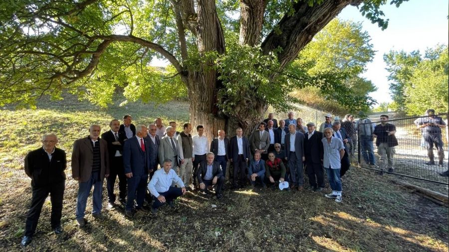 Dünyanın en yaşlı armut ağacında hasat yapıldı