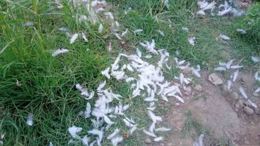 Elazığ'da başıboş köpekler 150 tavuğu telef etti