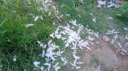 Elaz'da babo kpekler 150 tavuu telef etti