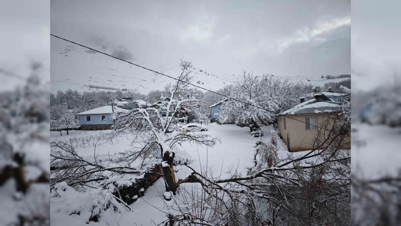 Elaz��'da yo�un kar ya����ndan dolay� a�a�lar devrildi