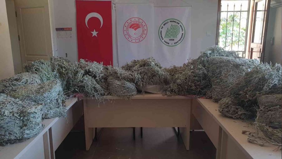 Endemik bitkiyi koparanlara 657 bin 558 TL ceza
