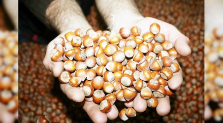 Fındığın ihraç fiyatı düştü