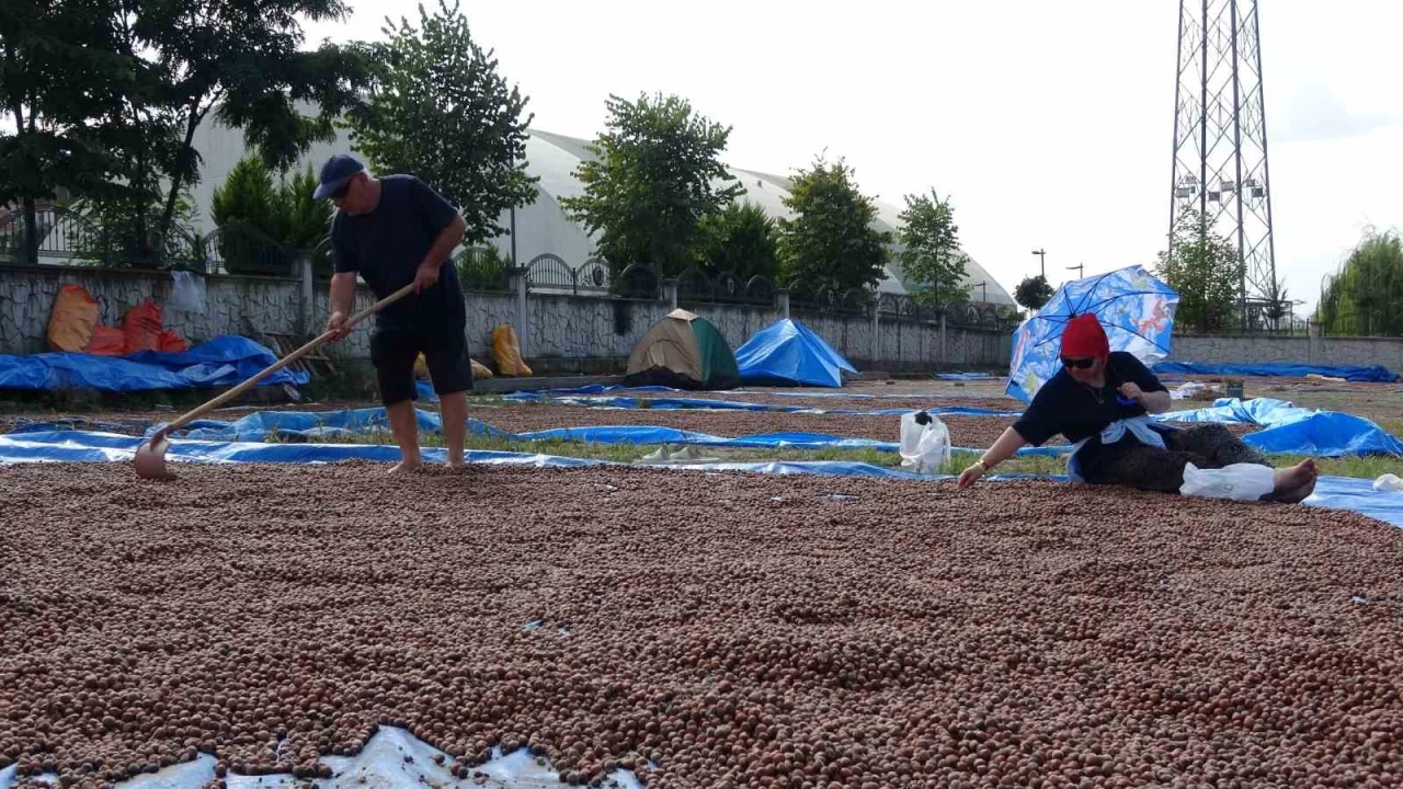 Fındık kurutma mesaisi başladı