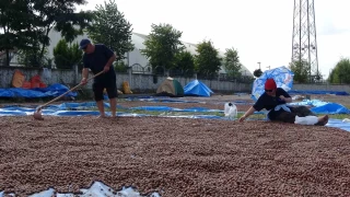 Fındık kurutma mesaisi başladı