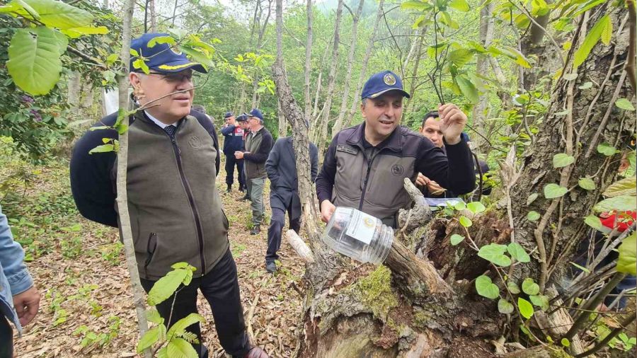 Gal arısıyla mücadelede "Torymus sinensis" böceği