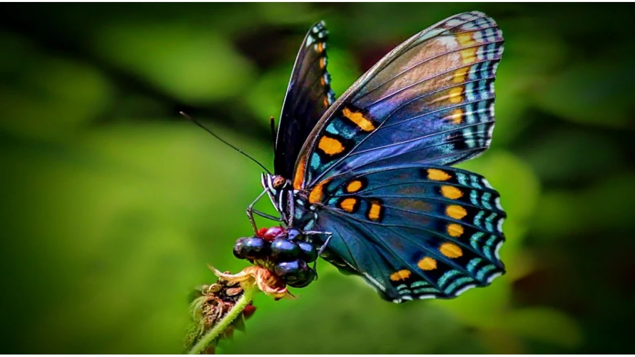 Gnah rzka engel olur mu?