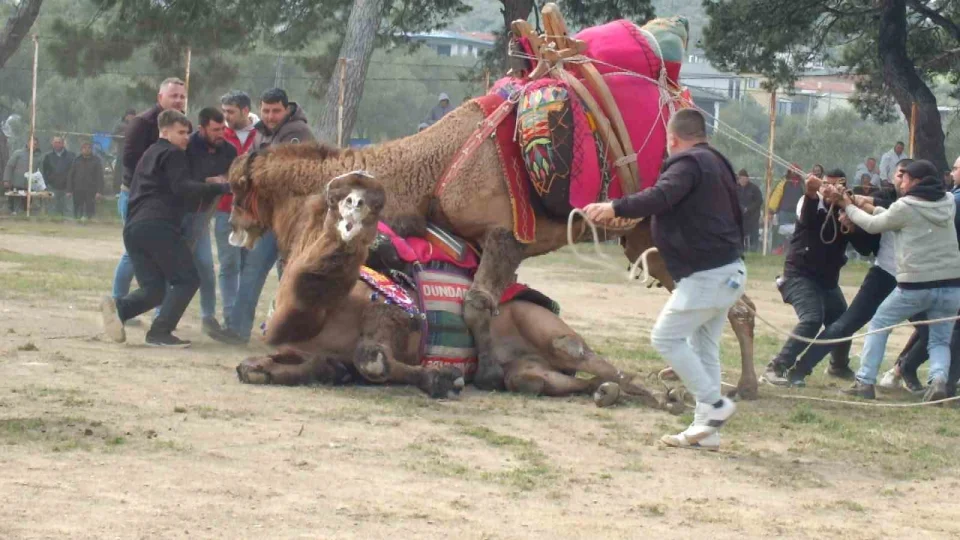 Güreşçi develer, bir yıl sonra sahalara geri döndü