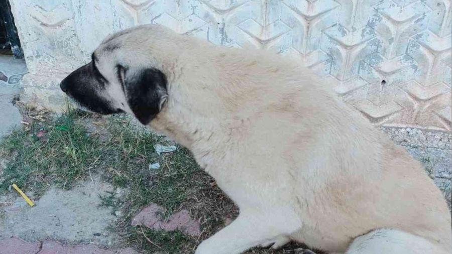 Hamile kad�na k�pek sald�rd�