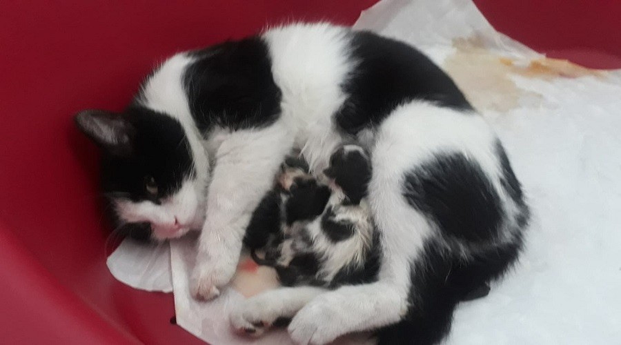 Hamile kedi doğum için doğru karar verdi