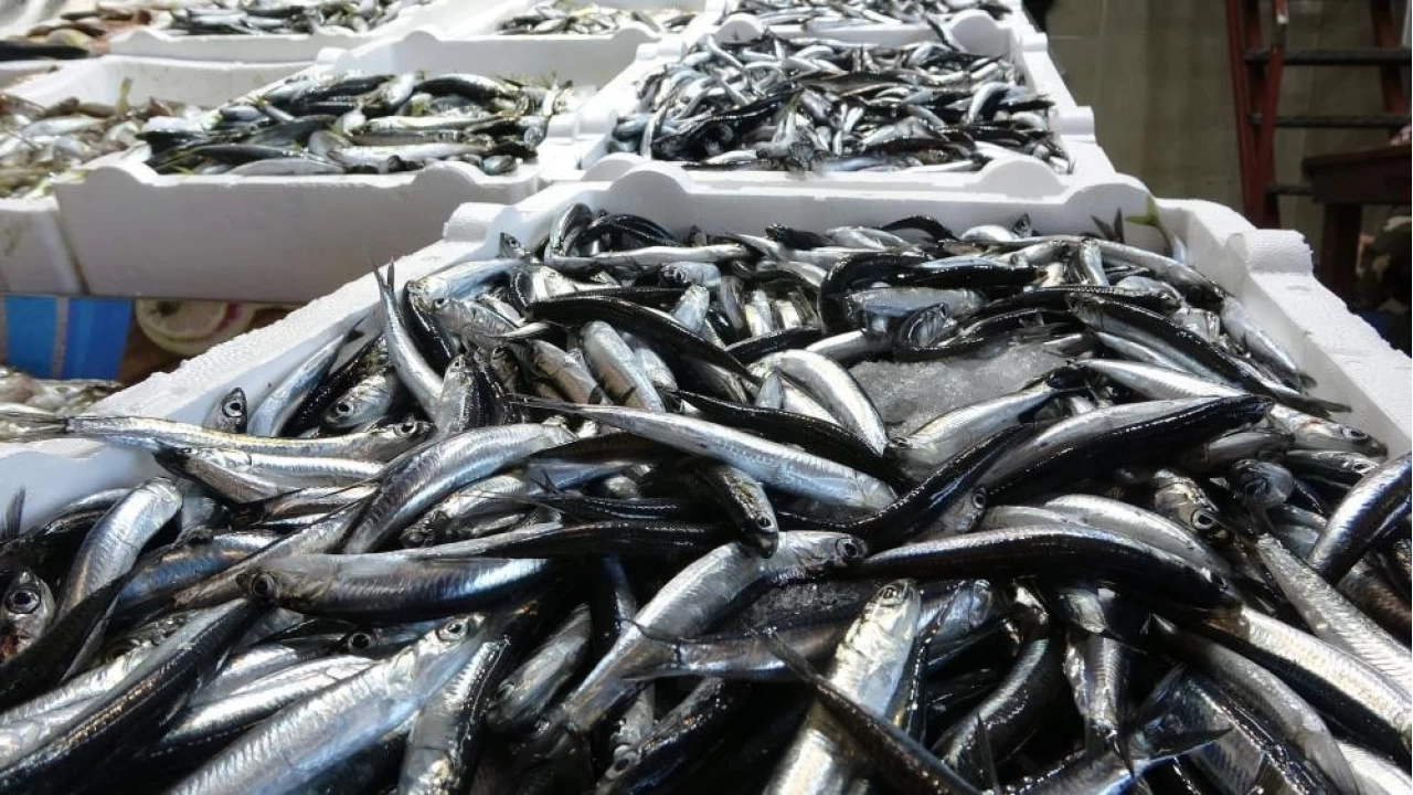 Hamsi avc�l���nda kota belirlendi