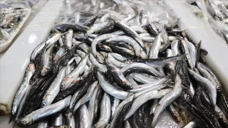 Hamsi ihracat 13 milyon dolar at