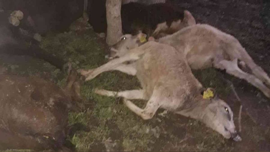 Hayvan sürüsünün üzerine yıldırım düştü