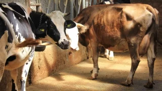 'Hayvanlara küflü domates yedirmeyin, idrar içirmeyin'