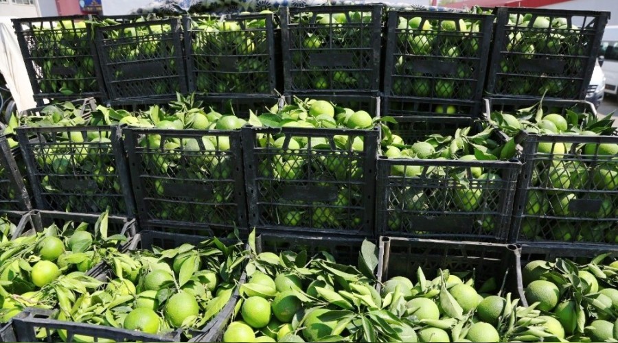 Hırsızlar narenciyeyi hasat etti