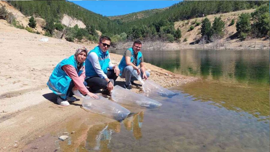 Hisarc�k'ta baraj ve g�letlere 40 bin yavru sazan bal��� b�rak�ld�