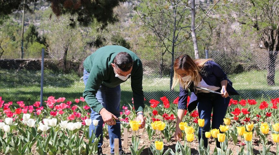 �brad� lale �retimi ile tan��t�