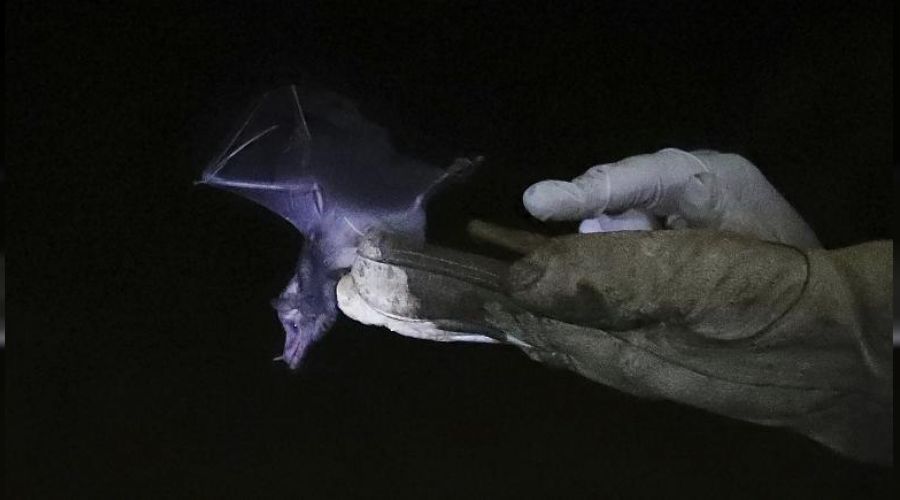 �lk Covid-19 vakas� o bilim insan� olabilir