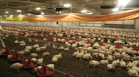 ngiltere'de 'ku gribi' alarm