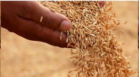 İpsala pirincine coğrafi işaret başvurusu yapıldı