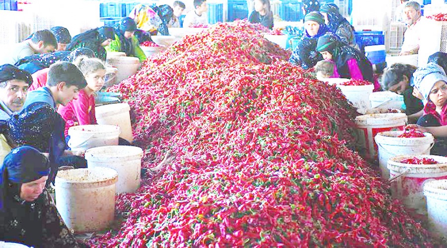 İşçilerin mevsimlik 'acı' hayatı