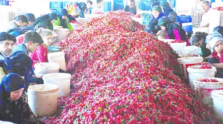 İşçilerin mevsimlik 'acı' hayatı