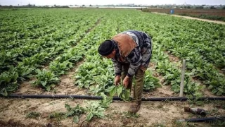 srail'in tarm arazilerine kimyasal saldrlar Gazze'de kanser riskini artryor