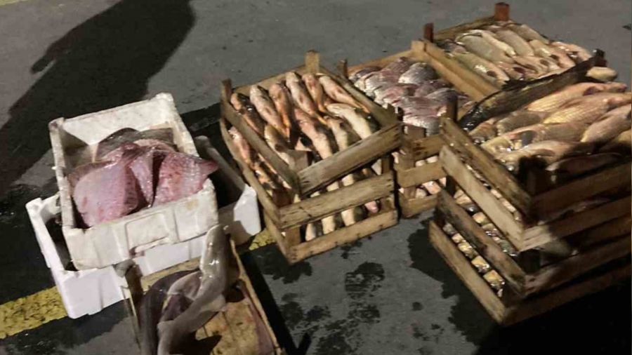 İstanbul'da su ürünleri denetiminde köpek balığı ele geçirildi