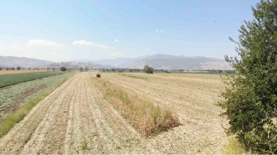 Kahramanmara�'ta m�s�r hasad� ba�lad�: "Verim biraz zay�f"