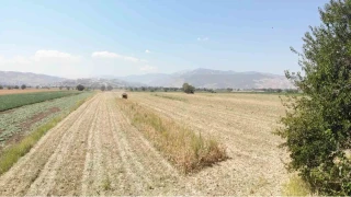 Kahramanmara�'ta m�s�r hasad� ba�lad�: "Verim biraz zay�f"