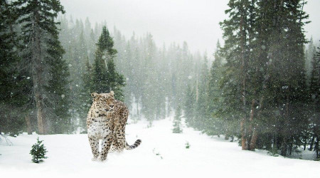 Kar leoparı da korona virüsten kaçamadı