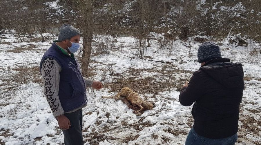 Karabük'te zehirli koyunu yiyen köpekler telef oldu