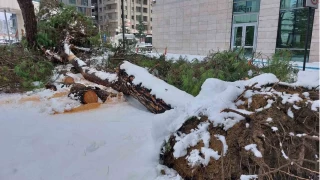 Karın ağırlığını taşıyamayan ağaç kökünden devrildi