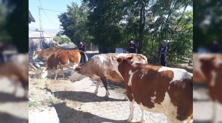Kayıp hayvanlar drone ile bulundu