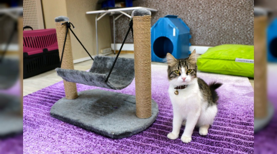 Kedi otelinde rezervasyonlar doldu!