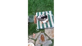 Kedi ve kirpilerin "st kardelii"