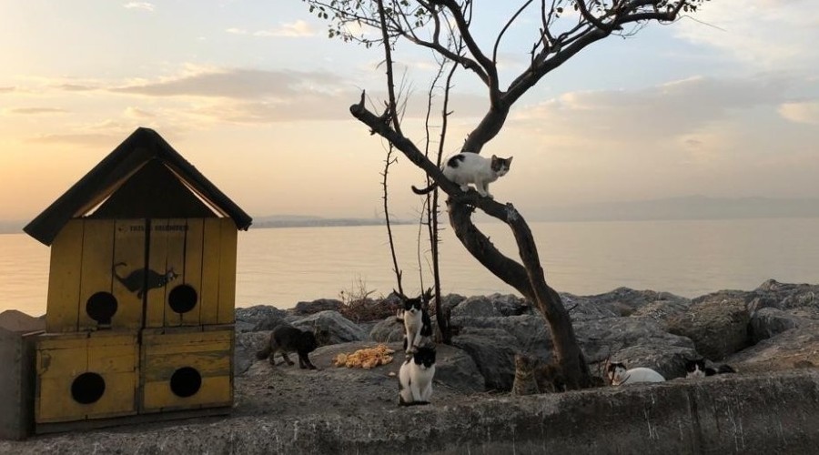 Kedilere tripleks 'kedi evleri'