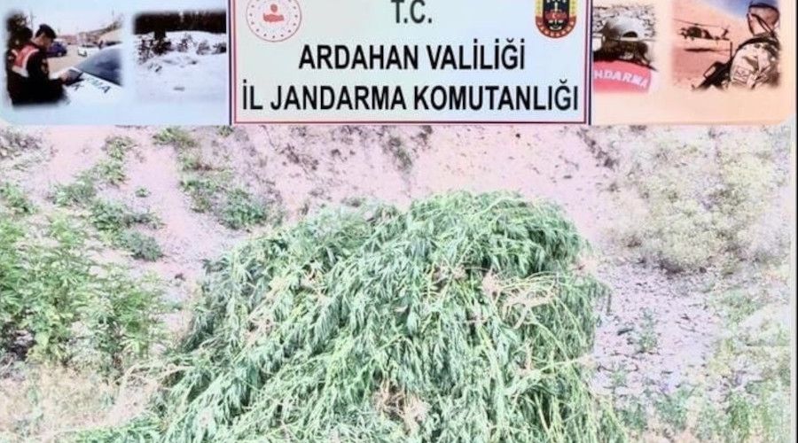 Kendiliinden yetien 23 bin 800 kk kenevir bitkisi imha edildi