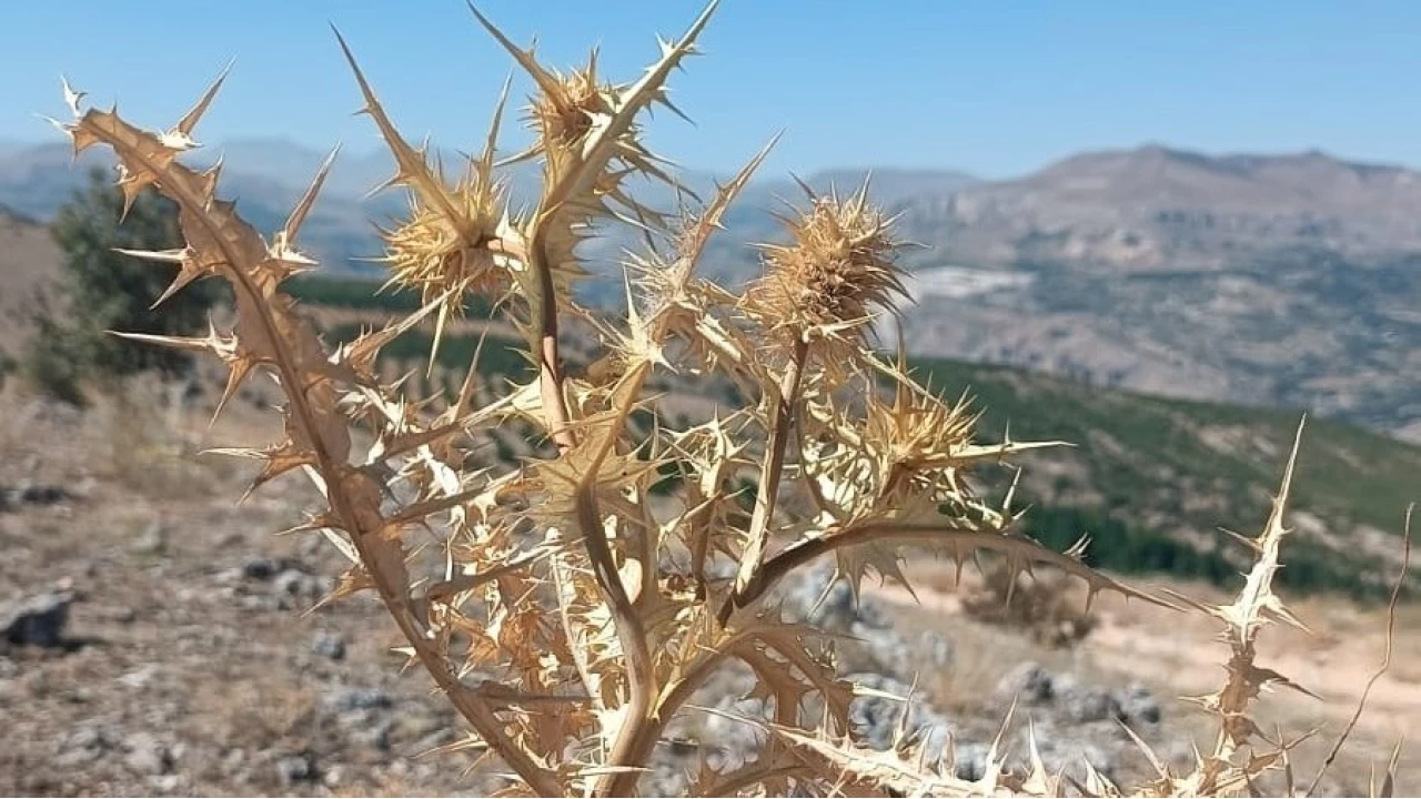 Kendiliğinden yetişiyor, kilosu 10 bin TL'ye satılıyor