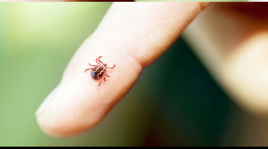 Kene yine can ald�