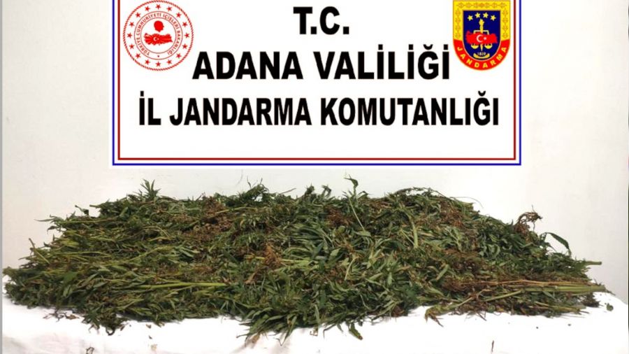 Kenevirleri sökerken suçüstü yakalandılar
