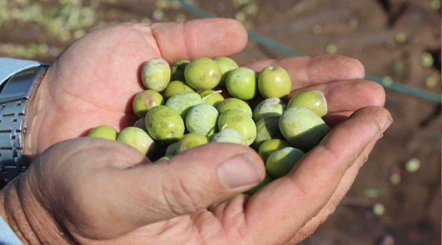 Kilis'te zeytinde erken hasat dönemi