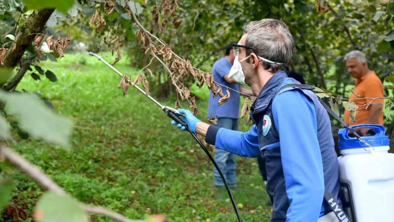 Kokarca ile mücadelede 'Cezbet-öldür' dönemi sürüyor