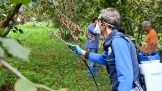 Kokarca ile mücadelede 'Cezbet-öldür' dönemi sürüyor