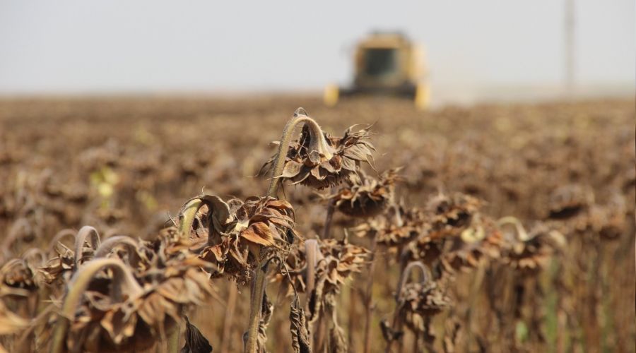 Konya Ovas�nda ay�i�ek hasad� zaman�