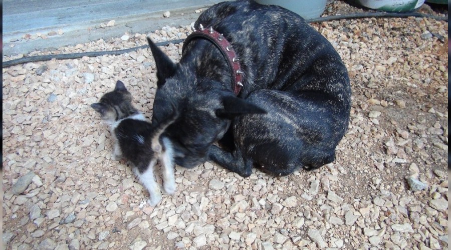 Köpek yavru kediye annelik yapıyor