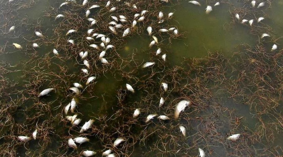 Korkutan �evre felaketi, g�l�n k�y�s� �l� bal�klarla doldu