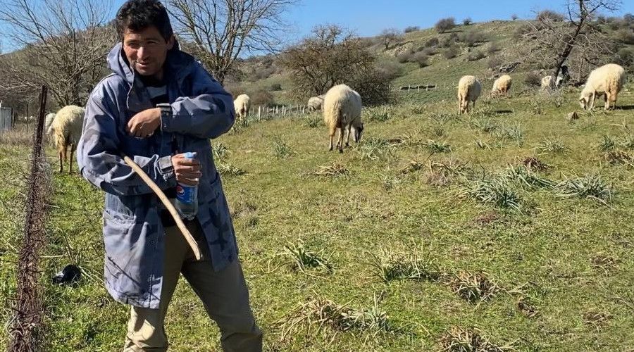 Koyun güderek 1000 dönüm arazi satın aldı