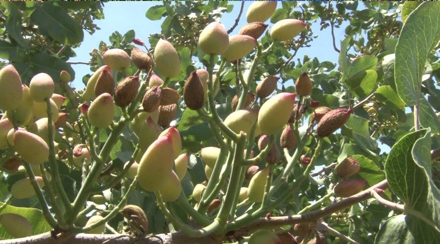 Kurakl�k f�st��� da vurdu