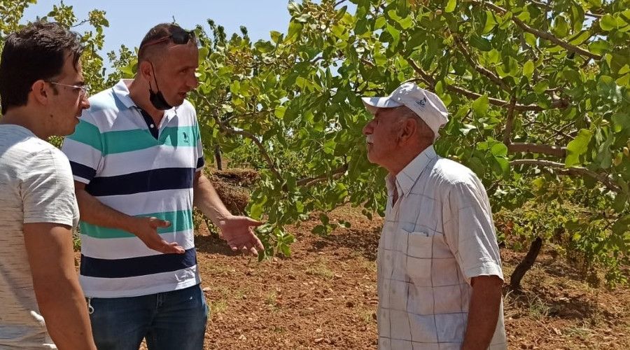 Kuraklık fıstığı vurdu, ziraat mühendisleri bağ ve bahçelere indi