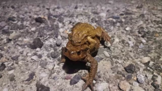 Kurbağaların 5 bin yıllık üreme göçü başladı